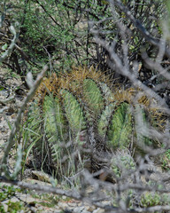 Astrophytum ornatum | Botanico Hub