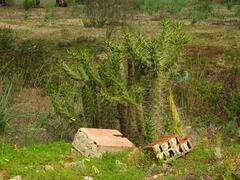 Austrocylindropuntia subulata (Loulé, Faro, Portugal) - Photo credit: Duarte Frade