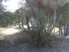 Austrocylindropuntia subulata (Alicante, España) - Photo credit: Alfonso Garmendia