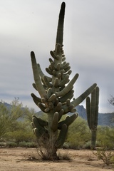Carnegiea gigantea (Interstate 10, Tucson, AZ 85756, USA) - Photo credit: Lisa Mainz