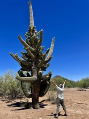 Carnegiea gigantea (Interstate 10, Tucson, AZ 85756, USA) - Photo credit: Lisa Mainz
