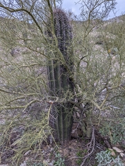 Carnegiea gigantea (Phoenix, AZ 85042, USA) - Photo credit: Rachel Stringham