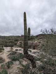 Carnegiea gigantea (Phoenix, AZ 85042, USA) - Photo credit: Rachel Stringham