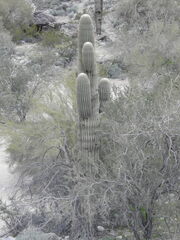 Carnegiea gigantea (Ahwatukee Foothills Village, Phoenix, AZ, USA) - Photo credit: Rachel Stringham