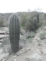 Carnegiea gigantea (Ahwatukee Foothills Village, Phoenix, AZ, USA) - Photo credit: Rachel Stringham