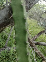 Cereus hildmannianus (Hawaii Kai, Honolulu, HI, USA) - Photo credit: Kevin Faccenda