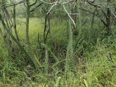 Cereus hildmannianus (Hawaii Kai, Honolulu, HI, USA) - Photo credit: Kevin Faccenda