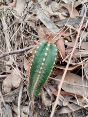 Cereus hildmannianus (20200 Departamento de Maldonado, Uruguay) - Photo credit: Agustina Medina