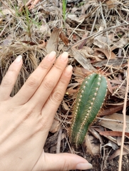 Cereus hildmannianus (20200 Departamento de Maldonado, Uruguay) - Photo credit: Agustina Medina