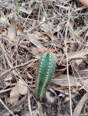Cereus hildmannianus (20200 Departamento de Maldonado, Uruguay) - Photo credit: Agustina Medina