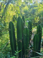 Cereus hildmannianus (Gral Manuel Belgrano, Misiones, Argentina) - Photo credit: fontoto