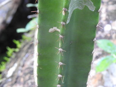 Cereus hildmannianus (Gral Manuel Belgrano, Misiones, Argentina) - Photo credit: Leonel Roget
