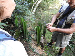 Cereus hildmannianus (Gral Manuel Belgrano, Misiones, Argentina) - Photo credit: Leonel Roget