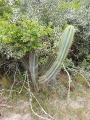 Cereus hildmannianus (Garzon, Departamento de Maldonado, Uruguay) - Photo credit: Agustina Medina
