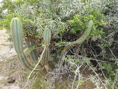 Cereus hildmannianus (Garzon, Departamento de Maldonado, Uruguay) - Photo credit: Agustina Medina