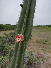 Cereus hildmannianus (El Caracol, Departamento de Rocha, Uruguay) - Photo credit: Agustina Medina