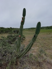 Cereus hildmannianus (El Caracol, Departamento de Rocha, Uruguay) - Photo credit: Agustina Medina
