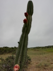 Cereus hildmannianus (El Caracol, Departamento de Rocha, Uruguay) - Photo credit: Agustina Medina