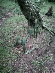 Cereus hildmannianus (27000 Departamento de Rocha, Uruguay) - Photo credit: Agustina Medina