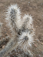 Cylindropuntia echinocarpa (Riverside County, CA, USA) - Photo credit: Troy McConaghy