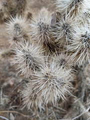 Cylindropuntia echinocarpa (Riverside County, CA, USA) - Photo credit: Troy McConaghy
