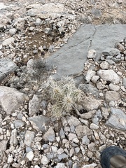 Cylindropuntia echinocarpa (Henderson, NV, US) - Photo credit: CK Kelly