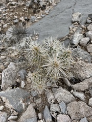 Cylindropuntia echinocarpa (Henderson, NV, US) - Photo credit: CK Kelly