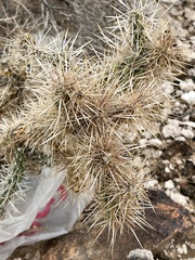 Cylindropuntia echinocarpa (S Las Vegas Blvd, Henderson, NV, US) - Photo credit: CK Kelly