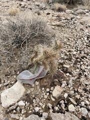 Cylindropuntia echinocarpa (S Las Vegas Blvd, Henderson, NV, US) - Photo credit: CK Kelly