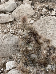Cylindropuntia echinocarpa (S Las Vegas Blvd, Henderson, NV, US) - Photo credit: CK Kelly