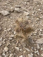Cylindropuntia echinocarpa (S Las Vegas Blvd, Henderson, NV, US) - Photo credit: CK Kelly