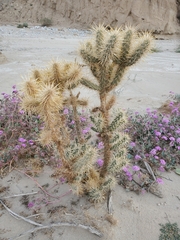 Cylindropuntia echinocarpa (San Diego County, CA, USA) - Photo credit: Bob Miller