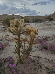 Cylindropuntia echinocarpa (San Diego County, CA, USA) - Photo credit: Bob Miller