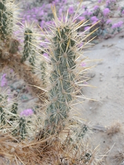 Cylindropuntia echinocarpa (San Diego County, CA, USA) - Photo credit: Bob Miller