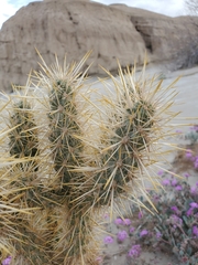 Cylindropuntia echinocarpa (San Diego County, CA, USA) - Photo credit: Bob Miller