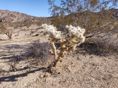 Cylindropuntia echinocarpa (TWENTYNIN PLM, CA 92277, USA) - Photo credit: Alexander Wentworth