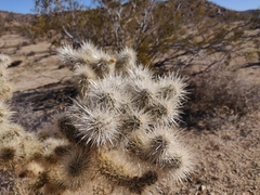 Cylindropuntia echinocarpa (TWENTYNIN PLM, CA 92277, USA) - Photo credit: Alexander Wentworth