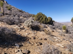 Cylindropuntia echinocarpa (Riverside County, CA, USA) - Photo credit: Alexander Wentworth