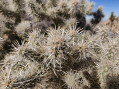 Cylindropuntia echinocarpa (Riverside County, CA, USA) - Photo credit: Alexander Wentworth