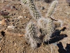 Cylindropuntia echinocarpa (Riverside County, CA, USA) - Photo credit: Alexander Wentworth