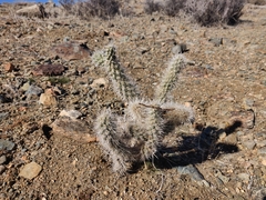 Cylindropuntia echinocarpa (Riverside County, CA, USA) - Photo credit: Alexander Wentworth