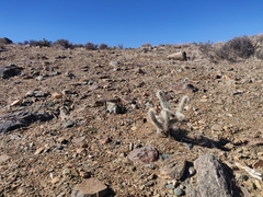Cylindropuntia echinocarpa (Riverside County, CA, USA) - Photo credit: Alexander Wentworth