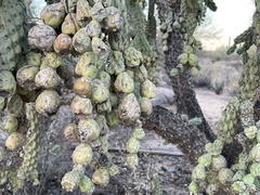 Cylindropuntia fulgida (W Camino Del Grijalva, Tucson, AZ, US) - Photo credit: Harrison J Elkins