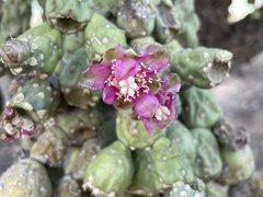 Cylindropuntia fulgida (W Camino Del Grijalva, Tucson, AZ, US) - Photo credit: Harrison J Elkins