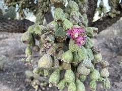 Cylindropuntia fulgida (W Camino Del Grijalva, Tucson, AZ, US) - Photo credit: Harrison J Elkins