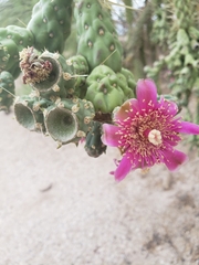 Cylindropuntia fulgida (Prince Tucson, Tucson, AZ, USA) - Photo credit: Robert Guralnick