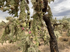 Cylindropuntia fulgida (W Camino Alto, Tucson, AZ, US) - Photo credit: Harrison J Elkins