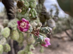 Cylindropuntia fulgida (W Camino Alto, Tucson, AZ, US) - Photo credit: Harrison J Elkins