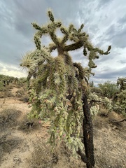 Cylindropuntia fulgida (W Camino Alto, Tucson, AZ, US) - Photo credit: Harrison J Elkins
