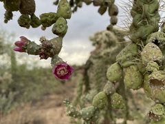Cylindropuntia fulgida (W Camino Alto, Tucson, AZ, US) - Photo credit: Harrison J Elkins